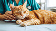 © Nebuto - a cat in a doctor practis