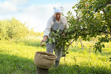 Canvas Print - Senior farmer picking fresh ripe apples in garden