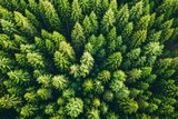 Aerial perspective of lush forest promoting carbon capture for sustainable climate solutions