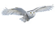 © Iana - snowy owl in flight isolated on transparent background