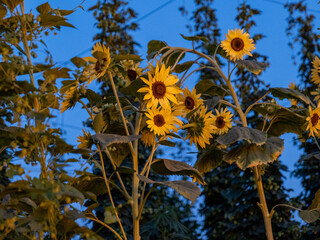 Sunflower