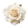 © Sunny_nsk - White rose flower head isolated on white or transparent background, png clipart, design element. Easy to place on any other background.