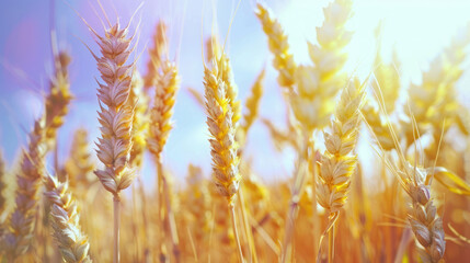 Wheat field. Ears golden. Rich harvest concept. Agriculture crop with ripe grain in sunlight. Rural farm countryside background. Yellow nature panoramic. Idyllic meadow dawn. Cultivated land.