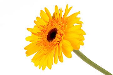 Canvas Print - Yellow orange gerbera flower isolated on white background