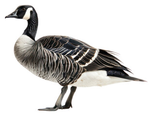 png graceful canadian goose on white