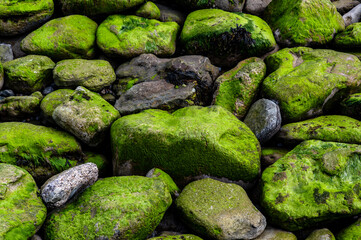 green moss on the rocks