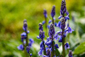 flowers in the garden