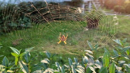 cross spider in the web