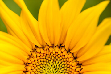 Looking into the flowering Common Sunflower in late July