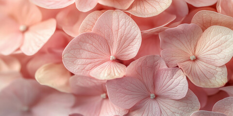 Wall Mural - A delicate, macro close-up of pale pink hydrangea petals, with soft, smooth textures and a bright, fresh feel, perfect for a light, airy background.