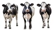 © Jodie - Three cows standing in a row, one is black and white, the other two are black