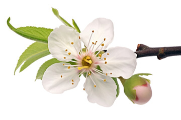 Poster - PNG Sakura flower on the white background