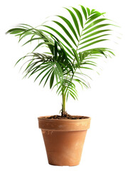 Sticker - PNG Vibrant potted green indoor plant on the white background