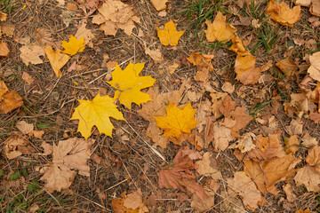 Wall Mural - Autumn foliage maple background. Yellow and orange dry leaves outdoor on dry grass. Image of fallen autumn leaves perfect for seasonal use. Space for text. October, November
