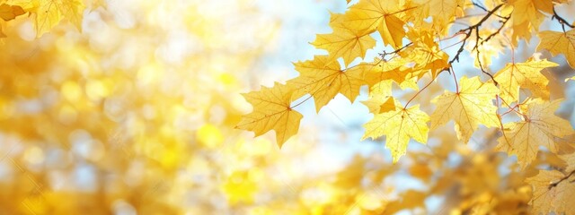 Wall Mural - Maple leaves on a sunny autumn day on Kyushu, Japan. The scene doesn't have any people, it's a close-up shot with a copy space.