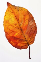 Poster - A detailed view of a single leaf on a plain white background, suitable for use in nature-themed designs or illustrations