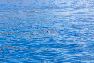 Dolphins in the water by the coast of Corfu, Greece