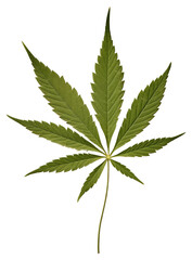 Poster - PNG Real Pressed a green cannabis leaf paper plant herb.