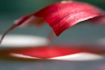 Onion leaf abstract composition