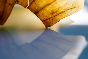 Onion leaf abstract composition