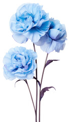 Poster - PNG Flower plant rose blue.