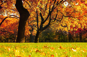 Wall Mural - Autumn picturesque landscape. Autumn trees with yellowed foliage in sunny October park. Colorful autumn landscape in vivid tones