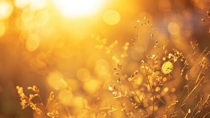 Wall Mural - golden sunset illuminating plants with soft bokeh effect