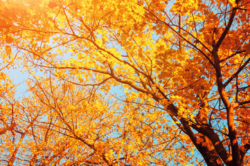 Autumn trees - orange autumn trees tops against blue sky. Autumn nature view of autumn trees in sunny day