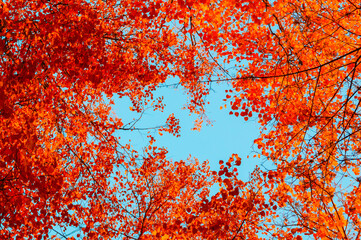 Autumn background with forest tree tops- red autumn trees tops against blue sky. Autumn background with forest trees branches on the background of the blue sky