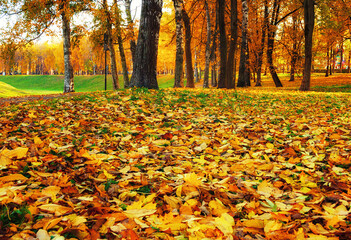 Wall Mural - Fall landscape view of fall park at sunset. Row of fall trees with fallen dry leaves covering the ground, focus at the fall leaves on the foreground