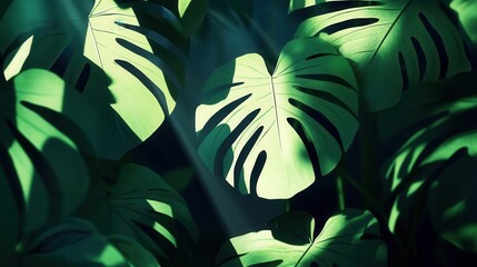 Wall Mural - Monstera plant shadow design, flat design, front view, exotic greenery theme, animation, vivid