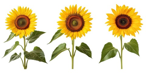 Wall Mural - Collection set of photos of sunflowers isolated on white background, summer flowers