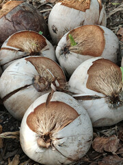 Poster - coconut in the garden