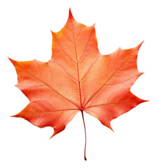 Wall Mural - png fall maple leaf plant tree white background.