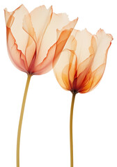 Canvas Print - PNG Real Pressed tulip flowers petal plant inflorescence.