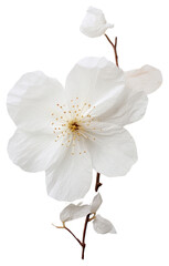 Poster - PNG Real Pressed white cherry blossom flower petal plant.