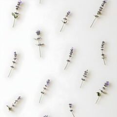 Poster - Elegant and Serene Minimalist Floral Wallpaper Design featuring Delicate Lavender Sprigs Widely Spaced on a Soft White Background Perfect for Modern Interior Decor and Wall Art
