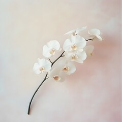 Poster - Minimalist and Elegant Floral Wallpaper Design with Sparsely Arranged White Orchid Blossoms Set Against a Soft Pastel Background Exuding Simplicity and Serenity