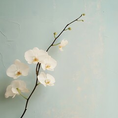Poster - Elegant and Refined Minimalist Floral Wallpaper Design Featuring Sparsely Arranged White Orchids on a Serene Pastel Background Exuding a Sense of Calm and Beauty