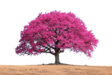 Wall Mural - PNG Cherry Tree tree outdoors blossom.