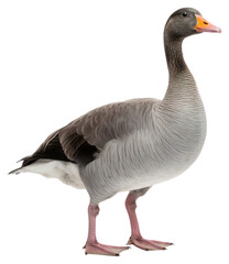 Poster - PNG Goose animal bird white background.