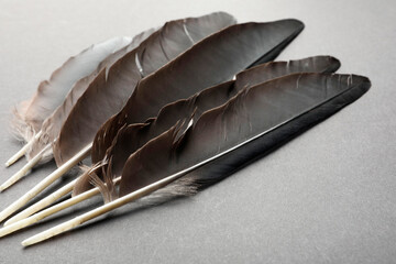 Wall Mural - Beautiful black feathers on gray background, closeup