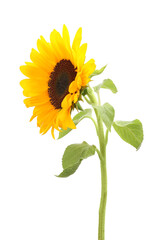 Sticker - One beautiful sunflower with bright petals isolated on white