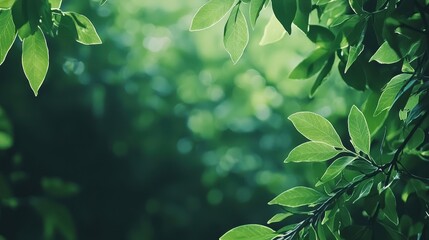 Wall Mural - Green Leaf Frame with Bokeh Background