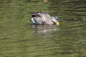 Wall Mural - Mallard Duck