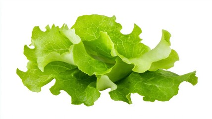 A bunch of green lettuce is on a white background