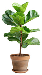 Sticker - PNG  Vibrant potted fiddle leaf fig