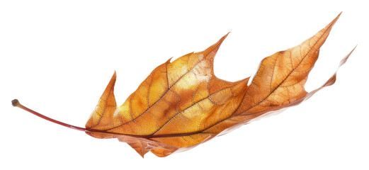 Wall Mural - Autumn leaf isolated white background