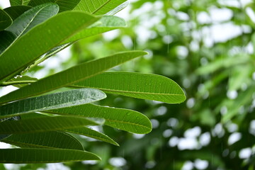 Wall Mural - beautiful green leaf texture in springtime, water drop on frangipani leaves