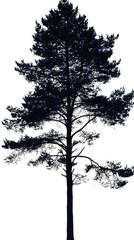 Canvas Print - A Pine tree silhouettes on a white background